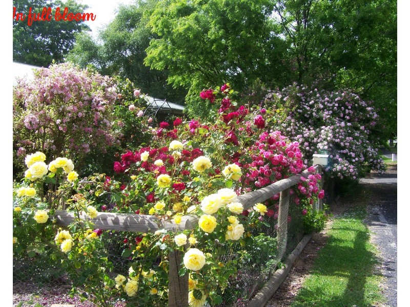 120 Albury Street, Tumbarumba NSW 2653