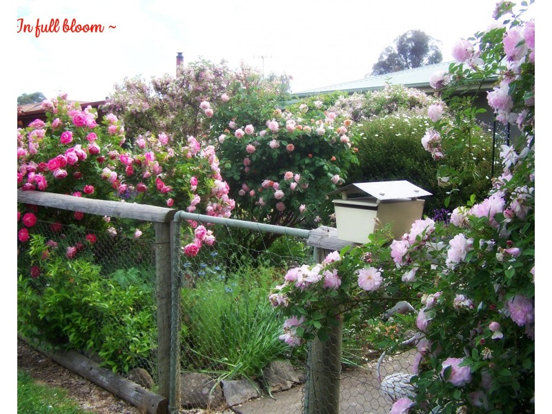 120 Albury Street, Tumbarumba NSW 2653