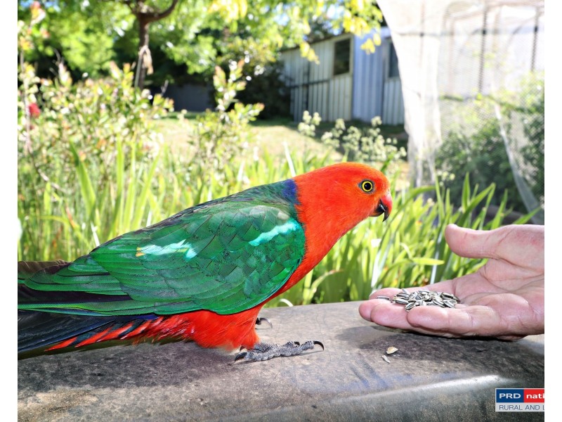 9 Albury Close, Tumbarumba NSW 2653