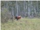 Lot 1 East Bago Powerline Road, Tumbarumba NSW 2653