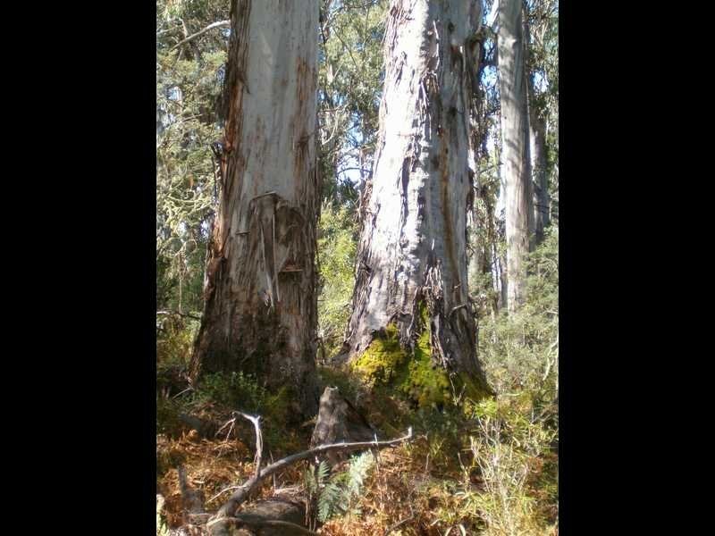 Lot 1 East Bago Powerline Road, Tumbarumba NSW 2653
