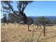 19 Chisholm Street, Tumbarumba NSW 2653