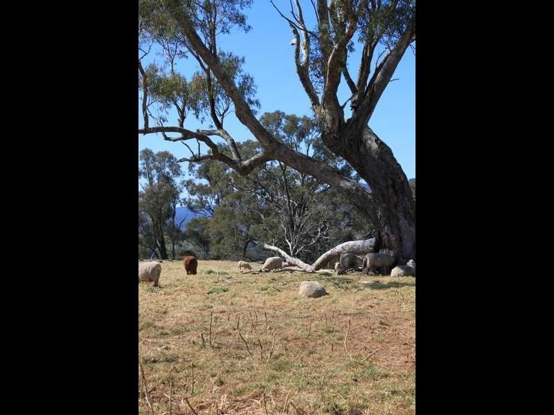 19 Chisholm Street, Tumbarumba NSW 2653