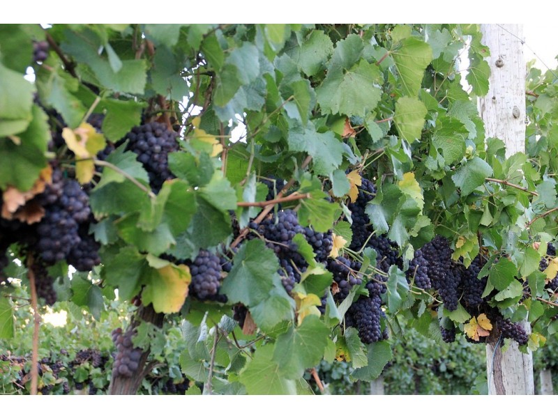 3446 Jingellic Road, Tumbarumba NSW 2653