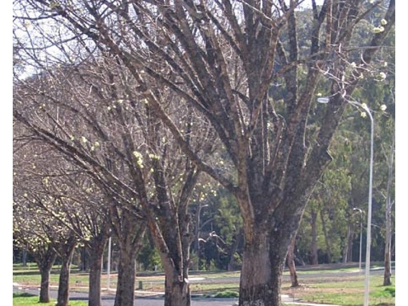 Lots 1 – 56 Khancoban Alpine Estate, Khancoban NSW 2642