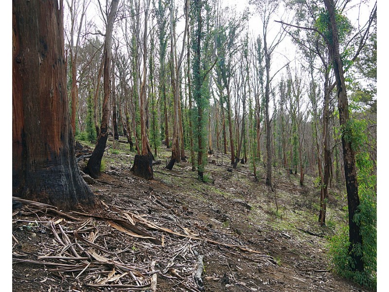 Lot 2 MOODYS HILL ROAD, Tumbarumba NSW 2653