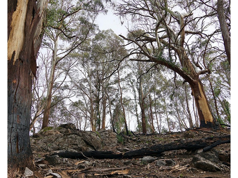 Lot 2 MOODYS HILL ROAD, Tumbarumba NSW 2653