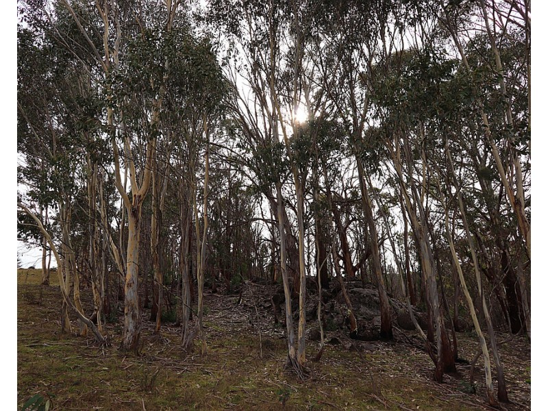 Lot 2 MOODYS HILL ROAD, Tumbarumba NSW 2653