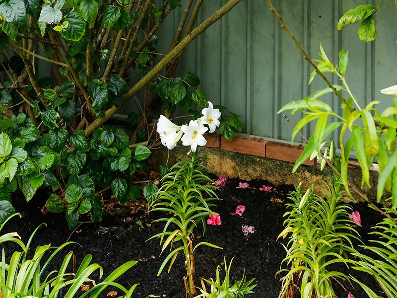 43 Paddington Avenue, Currambine WA 6028