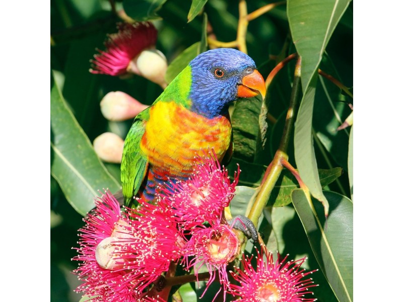 3 Hewett Close, Normanville SA 5204