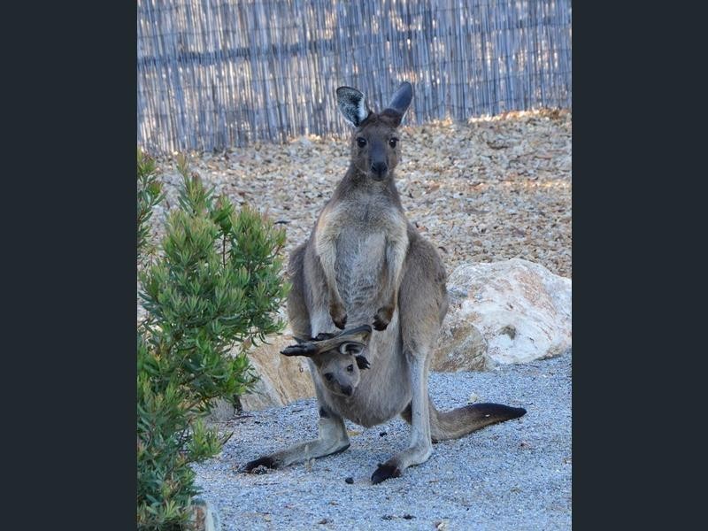 3 Hewett Close, Normanville SA 5204