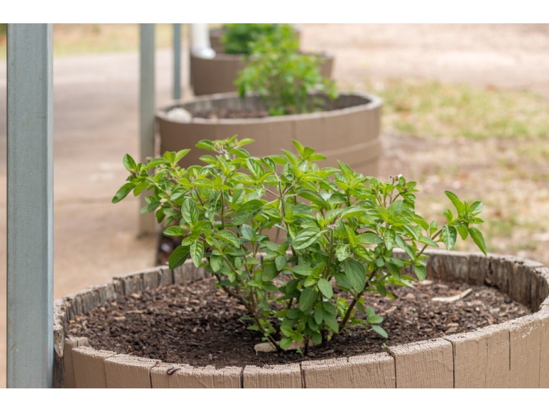 60 Iverene Road, Aldinga SA 5173