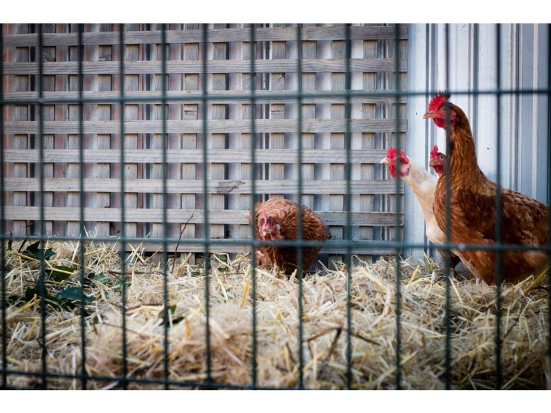 21 Richmond Grove, Onkaparinga Hills SA 5163