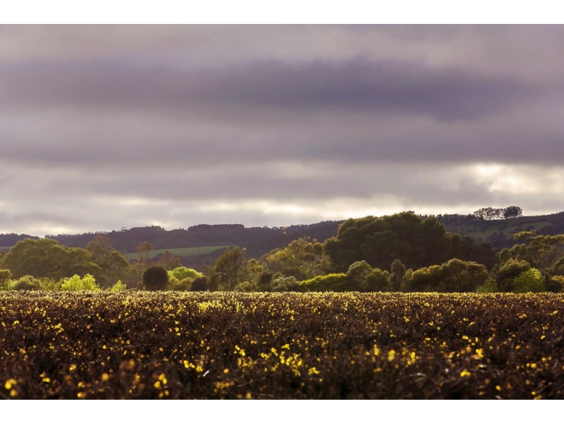 6/30 Norman Road, Willunga SA 5172