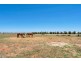 Lot 40 Racecourse Road, Balaklava SA 5461