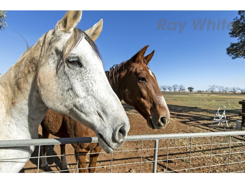 806 Mudla Wirra Road, Wasleys SA 5400