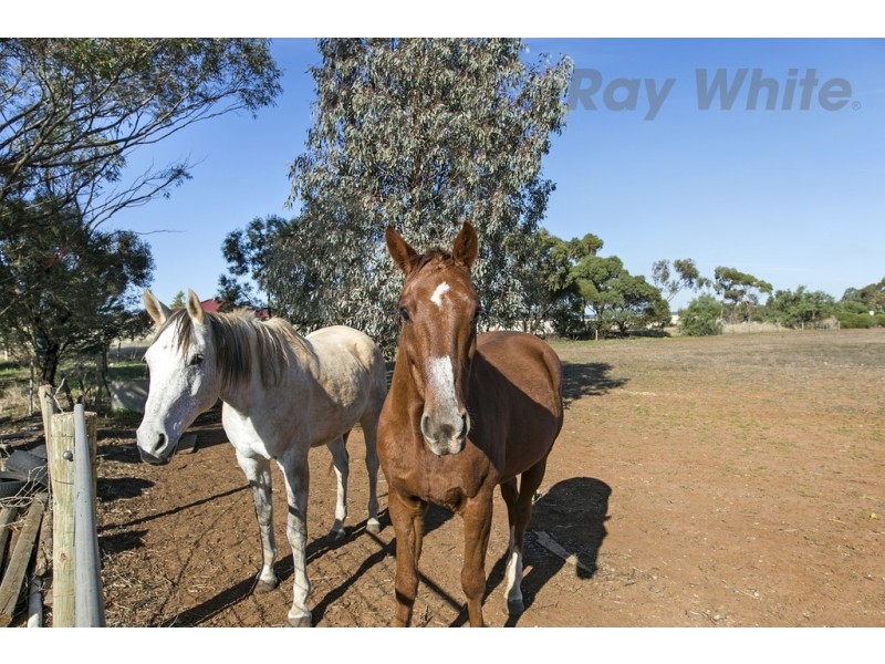 806 Mudla Wirra Road, Wasleys SA 5400