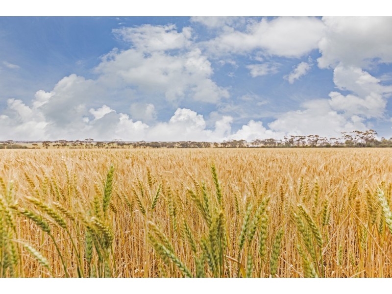 3605 Owen Road, Owen SA 5460