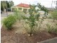 Unit 5, 2 Dahlmyra Avenue, Hamley Bridge SA 5401