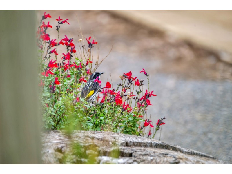 20 Hamley Bridge Road, Mallala SA 5502