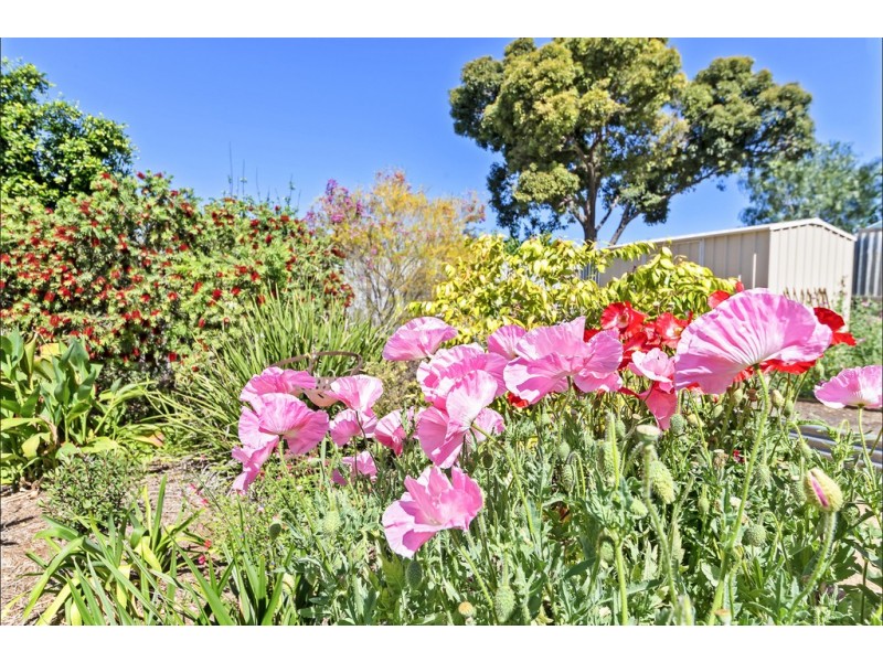 31 Haynes Street, Elizabeth Grove SA 5112