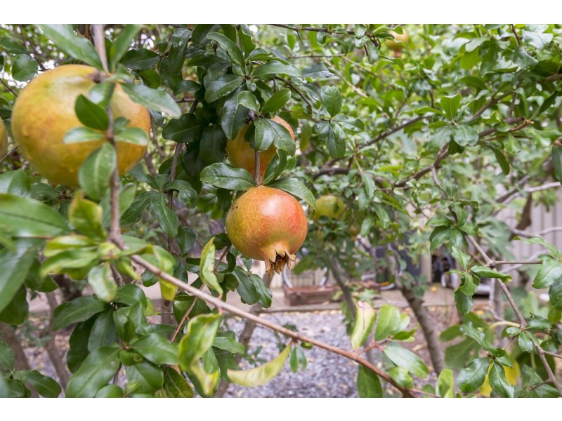 10A Edith Street, Gawler East SA 5118