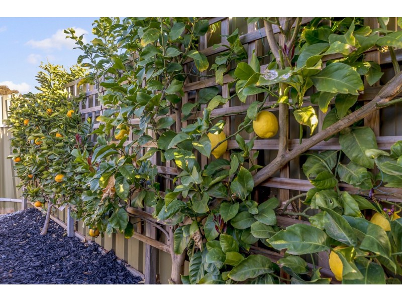 1 Makin Court, Evanston Park SA 5116