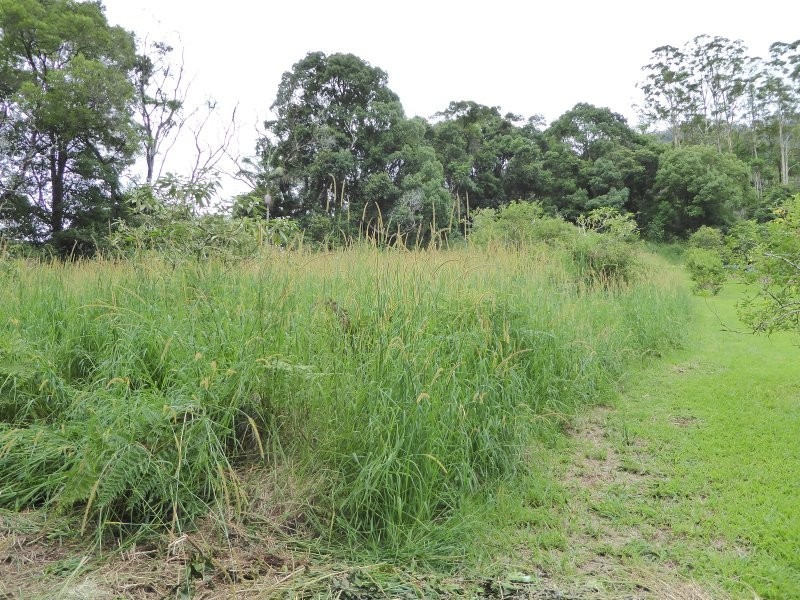 171 Upper Wilsons Creek Road, Wilsons Creek NSW 2482