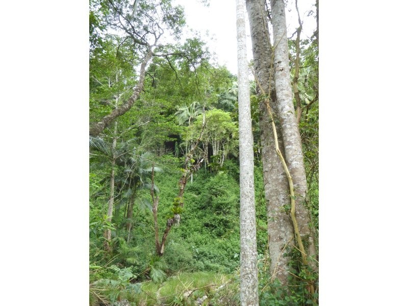 171 Upper Wilsons Creek Road, Wilsons Creek NSW 2482