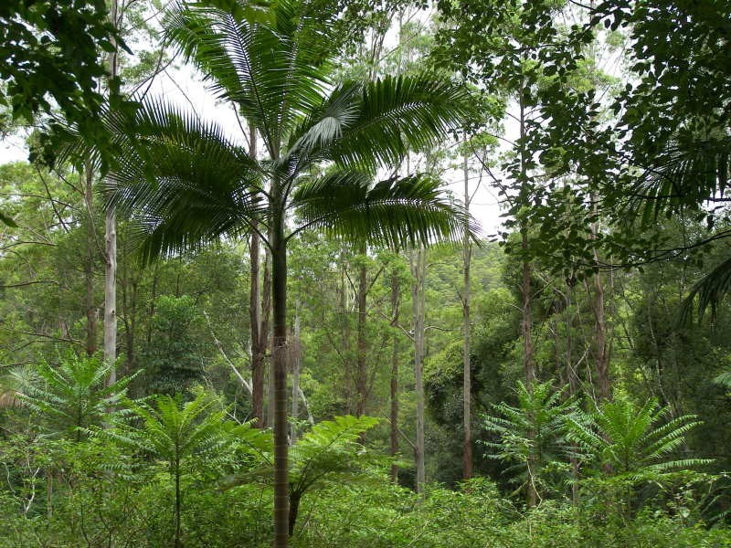 247 Huonbrook Road, Huonbrook NSW 2482