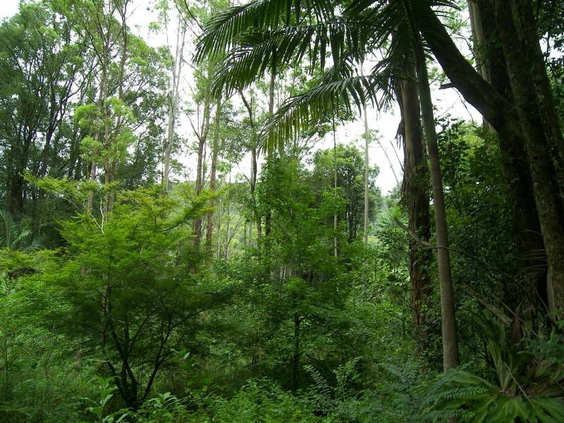 247 Huonbrook Road, Huonbrook NSW 2482