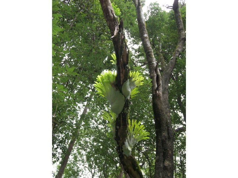 247 Huonbrook Road, Huonbrook NSW 2482