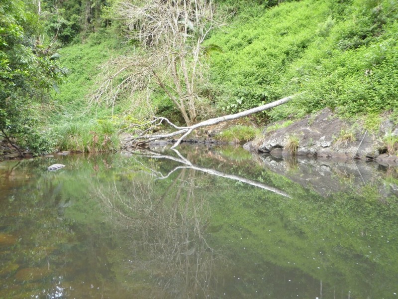 171 Upper Wilsons Creek Road, Wilsons Creek NSW 2482