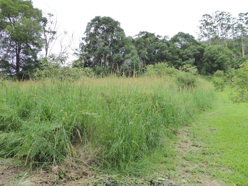 171 Upper Wilsons Creek Road, Wilsons Creek NSW 2482