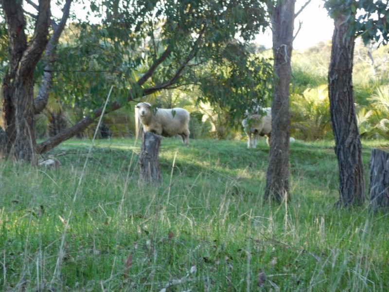 301 Bodeguero Way, Wundowie WA 6560