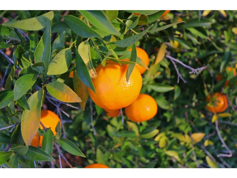 13 Nurdi Way, Riverton WA 6148