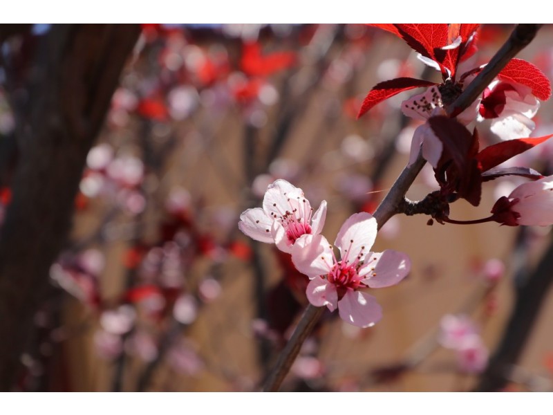 5/6 Neon Close, Parkwood WA 6147