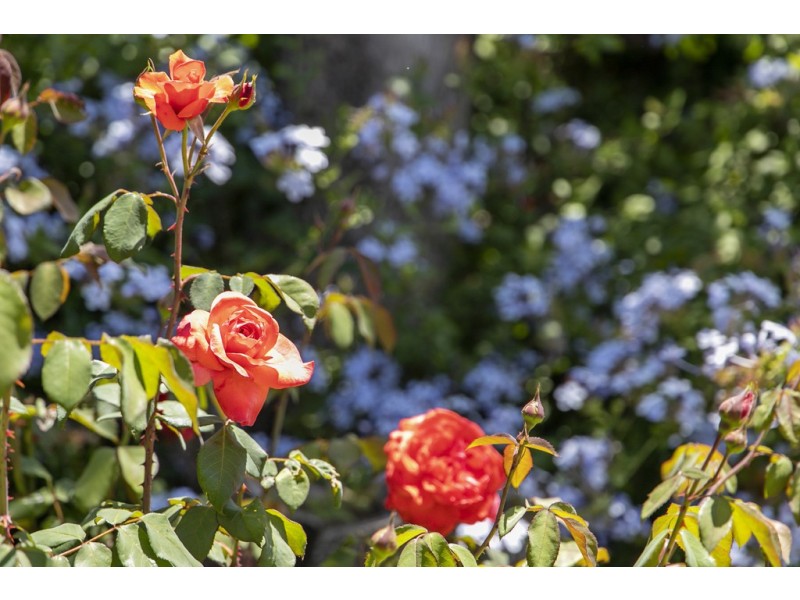 6 Marr Street, Myaree WA 6154