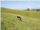 175 Old Nicholls Road, Mirboo North VIC 3871