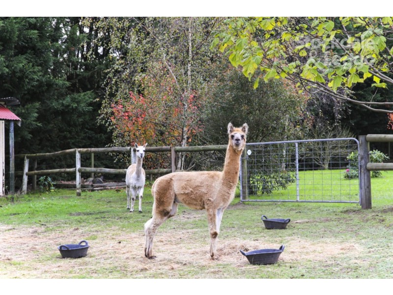 50 Kelly and Mosses Road, Korumburra VIC 3950