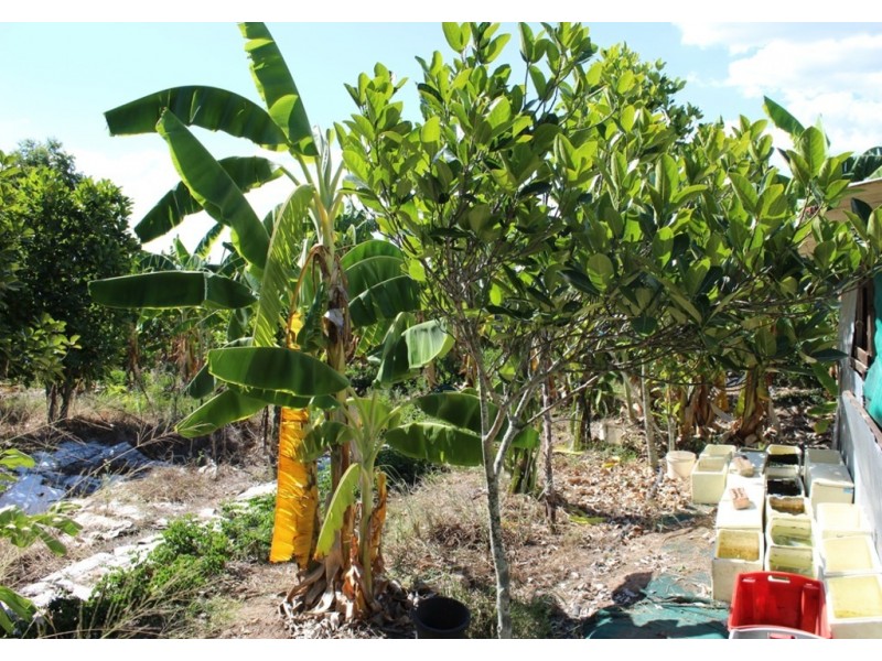 122 Johnston Street, Bellbird Park QLD 4300