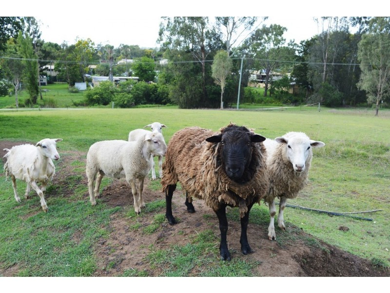 37 Storey Street, Redbank Plains QLD 4301