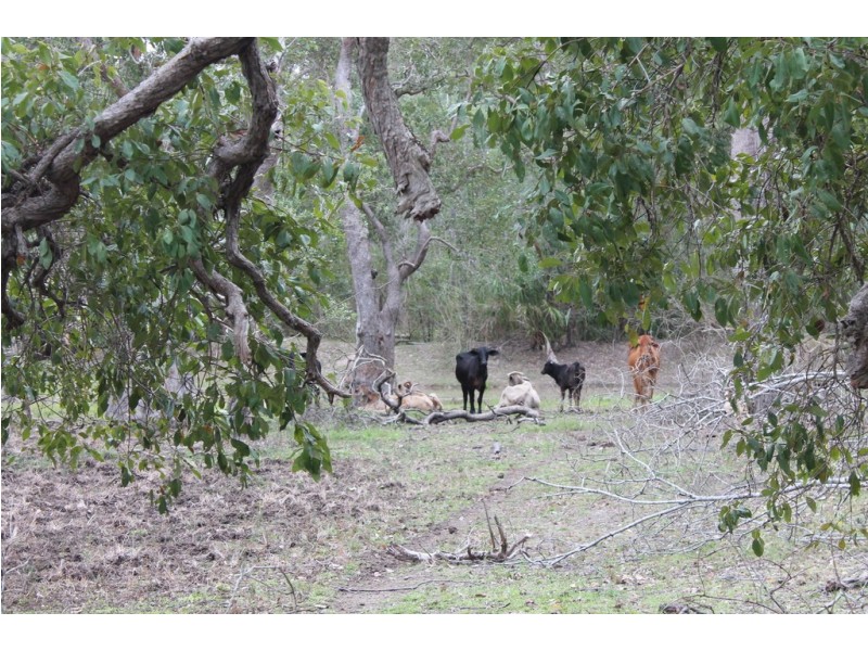 0 Korenan rd, Colosseum QLD 4677