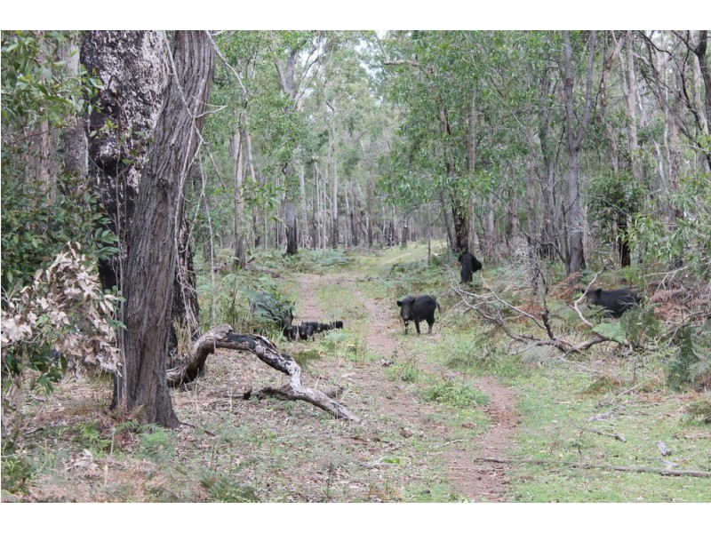 0 Korenan rd, Colosseum QLD 4677