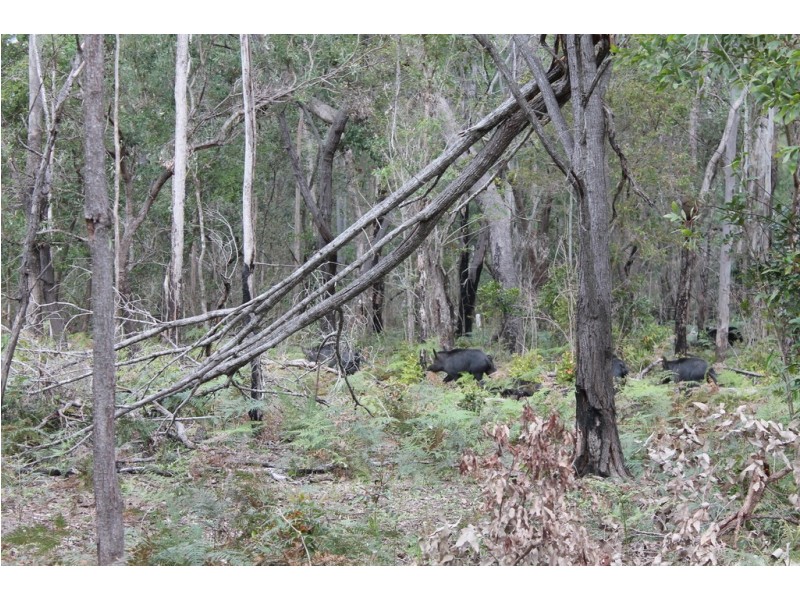 0 Korenan rd, Colosseum QLD 4677