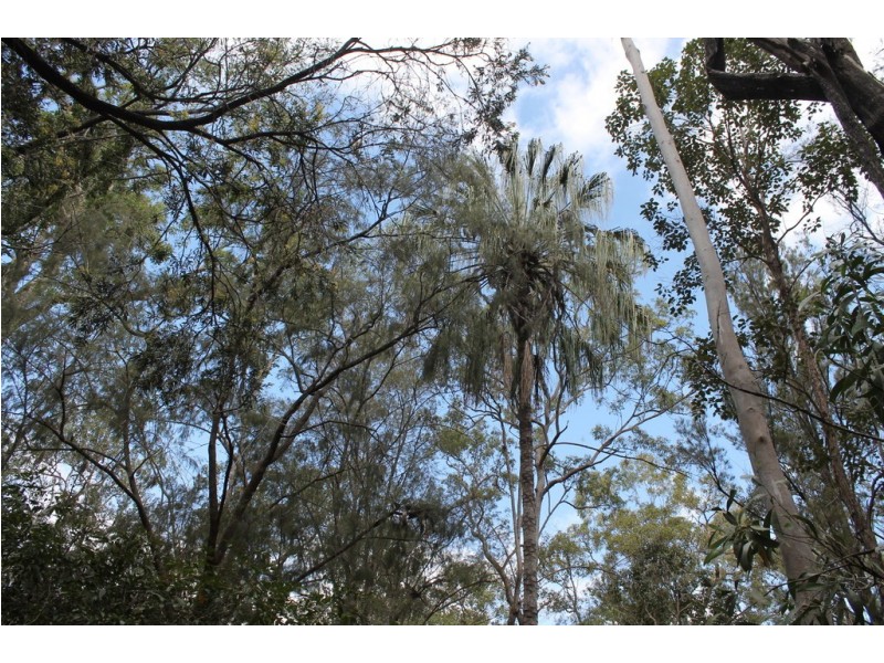 0 Korenan rd, Colosseum QLD 4677