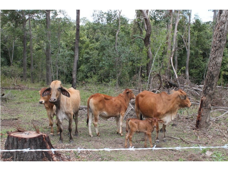 0 Korenan rd, Colosseum QLD 4677