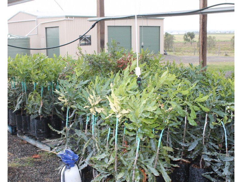 256a Drinan Road, Drinan QLD 4671