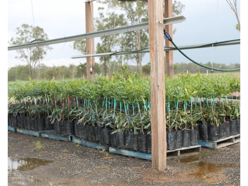 256a Drinan Road, Drinan QLD 4671