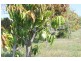 118 Gilgai Road, Delan QLD 4671